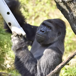 HARAMBE: LEGENDS #523
