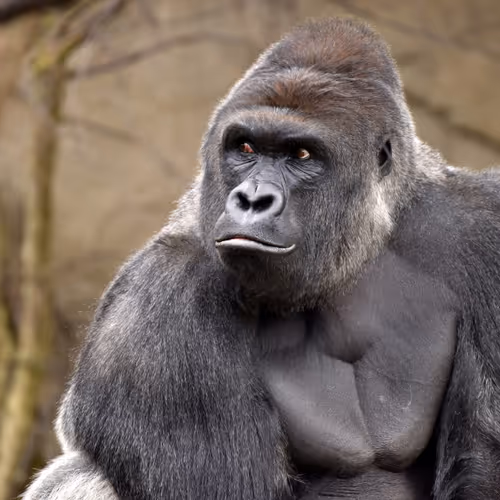 Harambe Legends