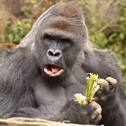 HARAMBE: LEGENDS #287