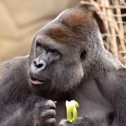 HARAMBE: LEGENDS #608