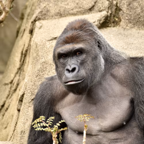 HARAMBE: LEGENDS #426