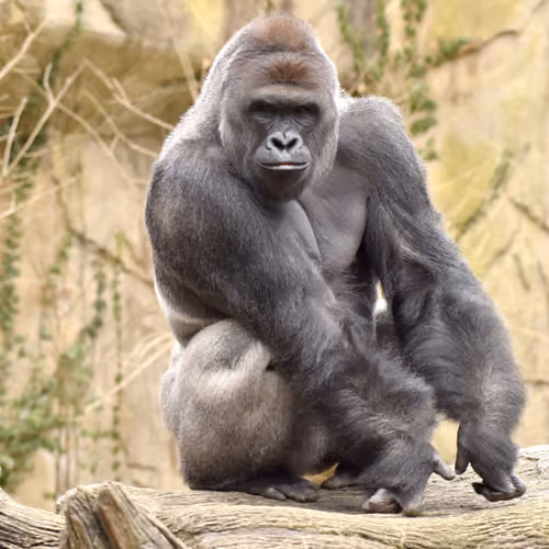 HARAMBE: LEGENDS #648
