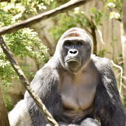 HARAMBE: LEGENDS #762