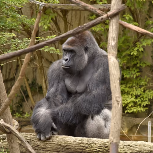 HARAMBE: LEGENDS #377