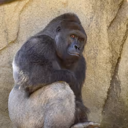 HARAMBE: LEGENDS #234