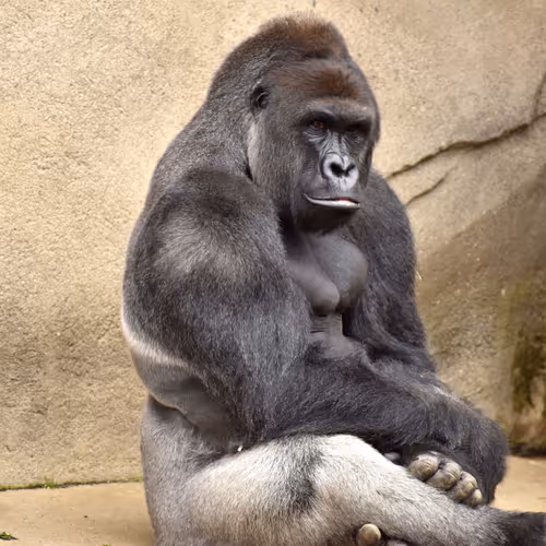 HARAMBE: LEGENDS #309