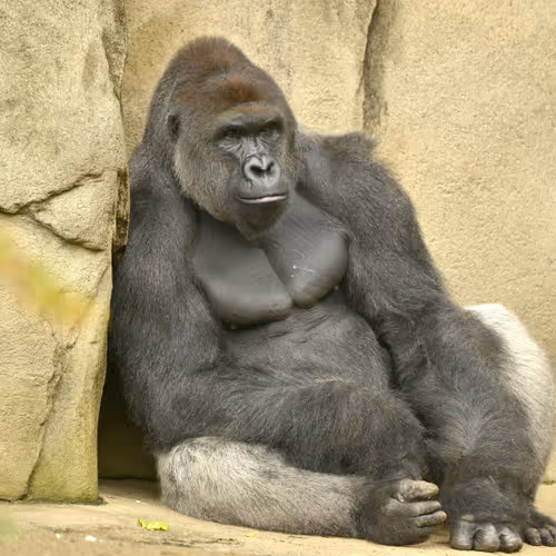 HARAMBE: LEGENDS #44
