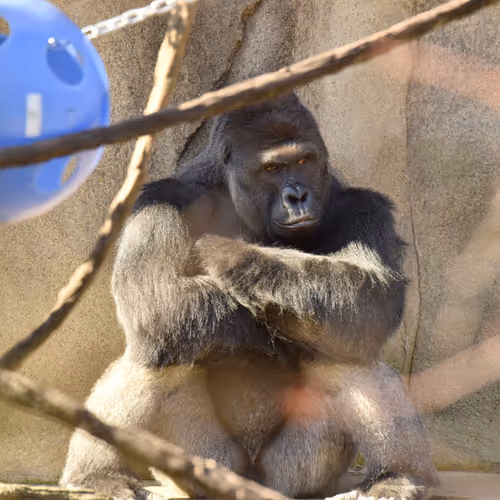 HARAMBE: LEGENDS #360