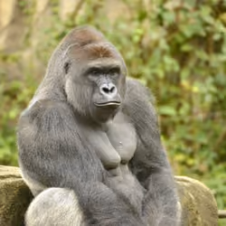HARAMBE: LEGENDS #119