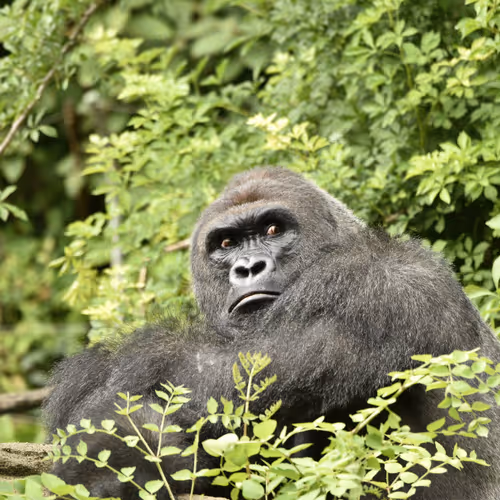 HARAMBE: LEGENDS #453