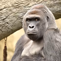 HARAMBE: LEGENDS #132