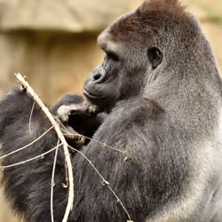 HARAMBE: LEGENDS #766