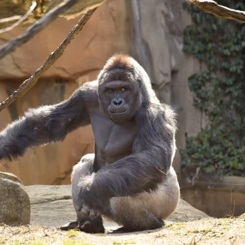 HARAMBE: LEGENDS #708