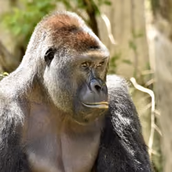 HARAMBE: LEGENDS #159