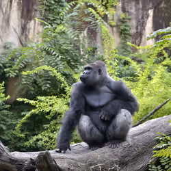 HARAMBE: LEGENDS #382