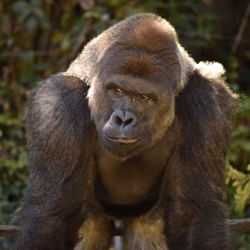 HARAMBE: LEGENDS #455