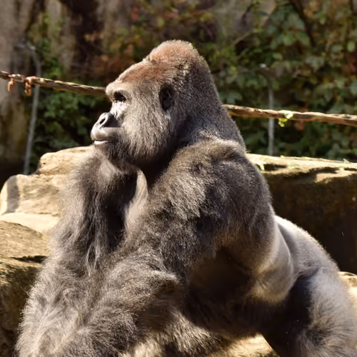 HARAMBE: LEGENDS #658