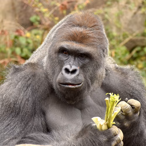 Harambe Legends