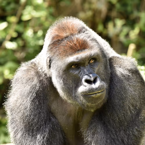 Harambe Legends