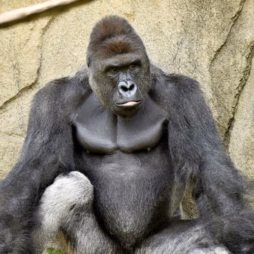 Harambe Legends