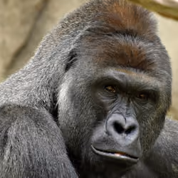 HARAMBE: LEGENDS #138
