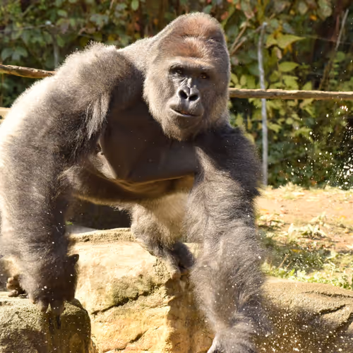 HARAMBE: LEGENDS #716