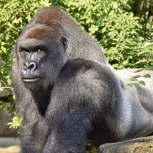 HARAMBE: LEGENDS #759