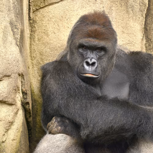 HARAMBE: LEGENDS #662