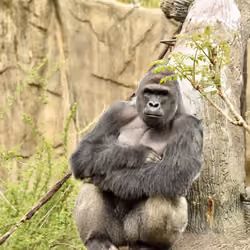 HARAMBE: LEGENDS #217