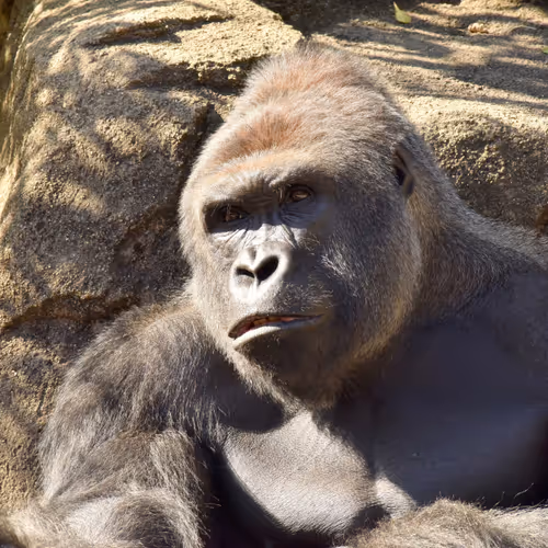HARAMBE: LEGENDS #314