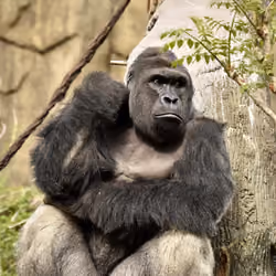 HARAMBE: LEGENDS #233