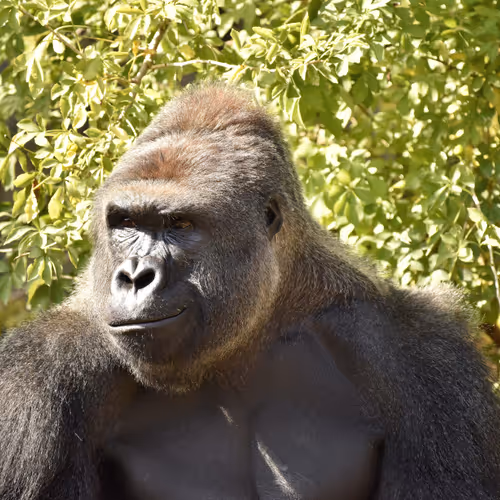 Harambe Legends