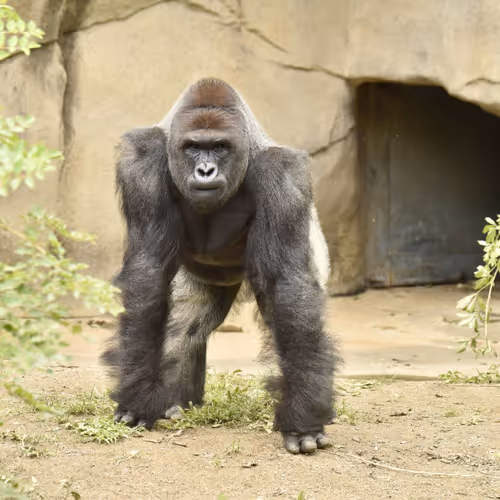 Harambe Legends