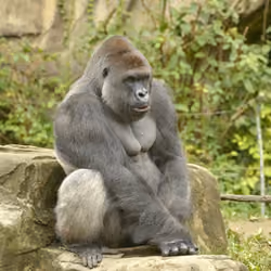 HARAMBE: LEGENDS #143
