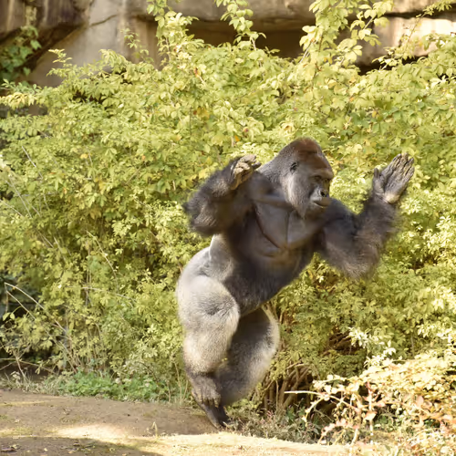 Harambe Legends