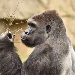 HARAMBE: LEGENDS #506