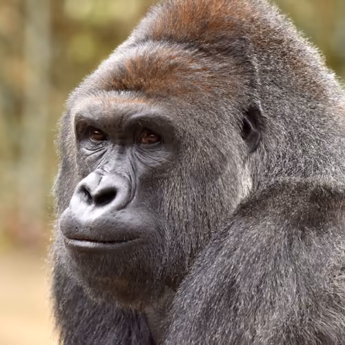 HARAMBE: LEGENDS #350