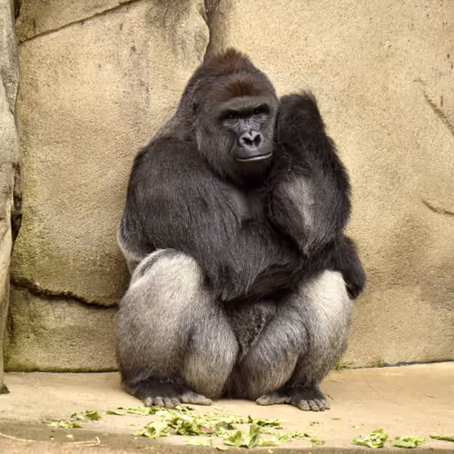 Harambe Legends