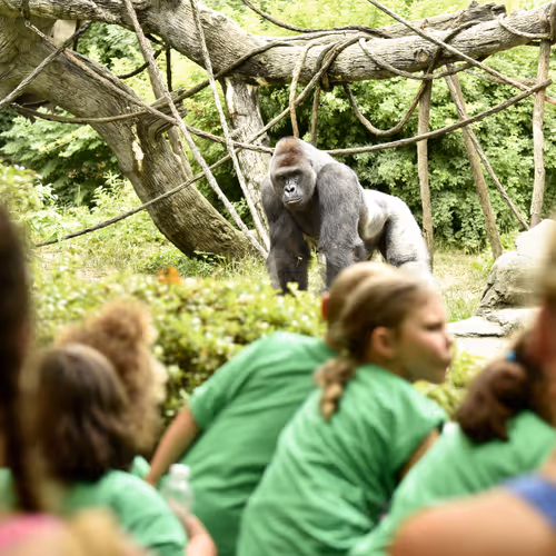 Harambe Legends