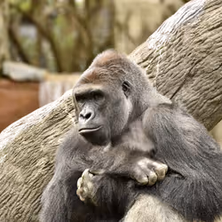 HARAMBE: LEGENDS #298