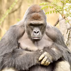 HARAMBE: LEGENDS #288