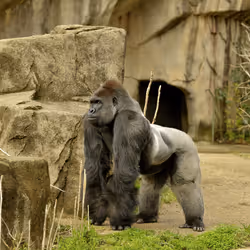 HARAMBE: LEGENDS #571