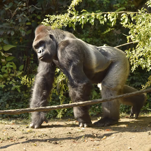 Harambe Legends