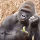 481