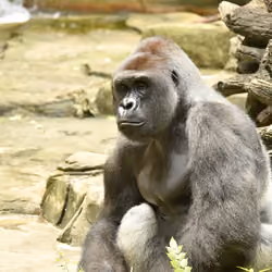 HARAMBE: LEGENDS #158