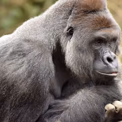 HARAMBE: LEGENDS #204