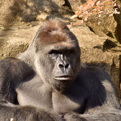 HARAMBE: LEGENDS #155