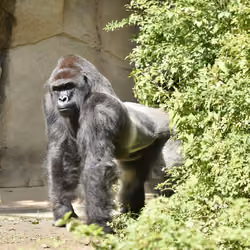 HARAMBE: LEGENDS #748