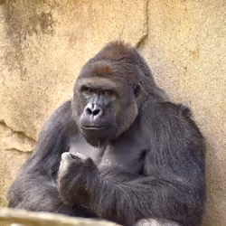 HARAMBE: LEGENDS #230