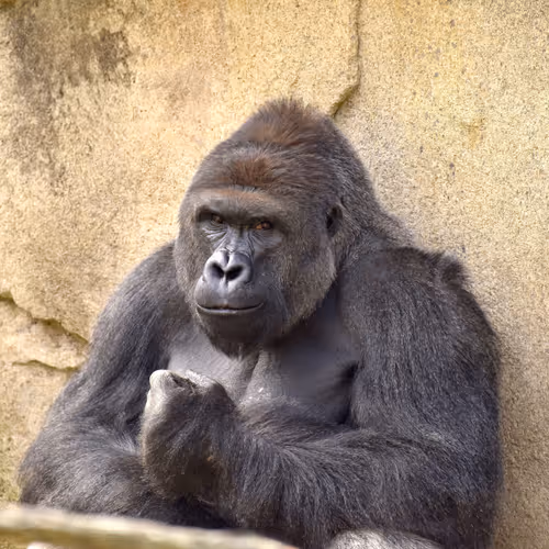 HARAMBE: LEGENDS #230